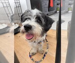 Small #1 Maltese Mix