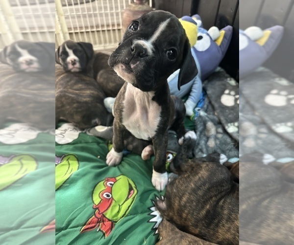 Medium Photo #9 Boxer Puppy For Sale in RALEIGH, NC, USA