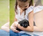 Small Photo #5 Labrador Retriever Puppy For Sale in FAYETTEVILLE, GA, USA