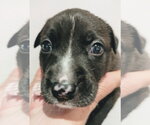 Small #14 American Staffordshire Terrier Mix