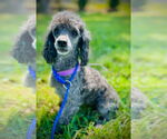 Small #2 Poodle (Toy)