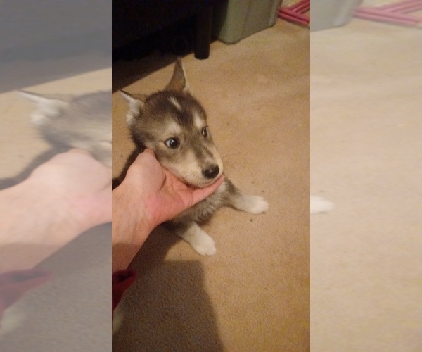 Medium Photo #2 Gerberian Shepsky Puppy For Sale in EDMORE, MI, USA