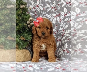 Cavapoo Puppy for sale in BIRD IN HAND, PA, USA