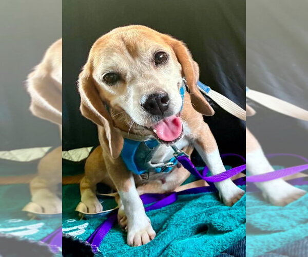 Medium Photo #8 Beagle Puppy For Sale in Dunnellon, FL, USA