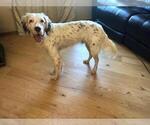 Small Photo #1 English Setter Puppy For Sale in FINLAYSON, MN, USA