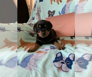 Rottweiler Puppy for sale in WINONA, OH, USA