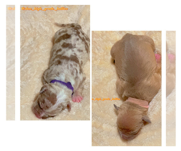 Medium Photo #26 American Bully Puppy For Sale in FORT LAUDERDALE, FL, USA