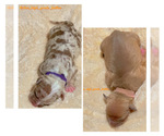 Small #25 American Bully