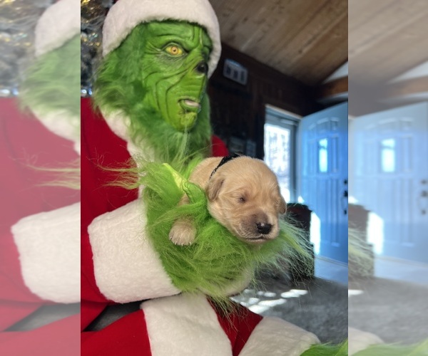 Medium Photo #5 Golden Retriever Puppy For Sale in NEOLA, WV, USA