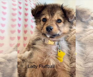 Collie-Unknown Mix Dogs for adoption in Sandy, UT, USA