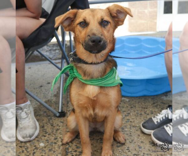 Medium Photo #4 Labrador Retriever-Retriever  Mix Puppy For Sale in Washington, DC, USA
