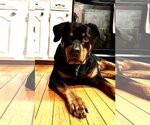 Small Photo #1 Rottweiler Puppy For Sale in Rockville, MD, USA