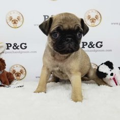 Pug Puppy for sale in TEMPLE CITY, CA, USA