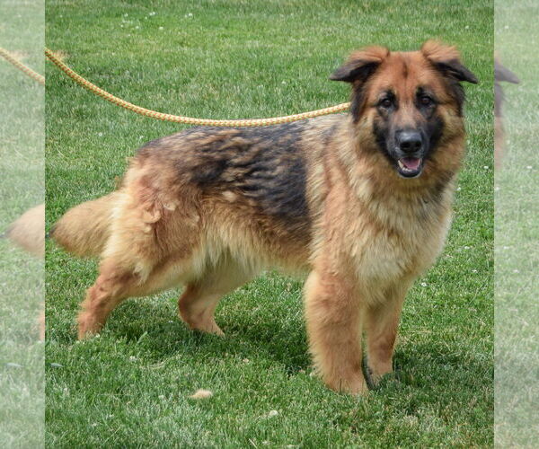 Medium Photo #2 English Shepherd Puppy For Sale in Huntley, IL, USA