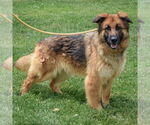 Small #1 English Shepherd