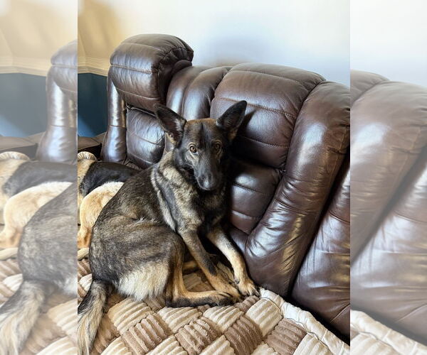 Medium Photo #1 German Shepherd Dog Puppy For Sale in La Grange , NC, USA