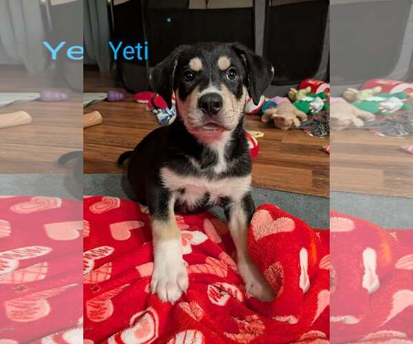 Medium Photo #3 Siberian Husky-Unknown Mix Puppy For Sale in Plainfield, IL, USA