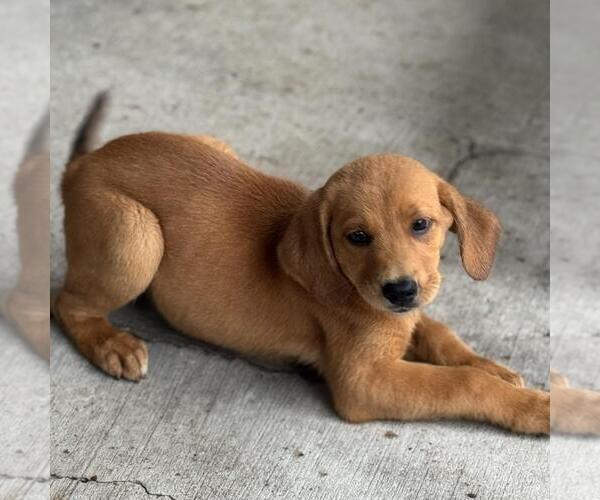 Medium Photo #3 Labbe Puppy For Sale in Yardley, PA, USA