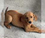 Small #2 Labbe