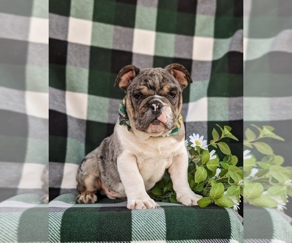 Medium Photo #1 English Bulldog Puppy For Sale in COCHRANVILLE, PA, USA