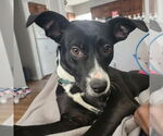 Small #2 Labrador Retriever Mix