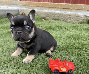 French Bulldog Puppy for sale in HENRYETTA, OK, USA