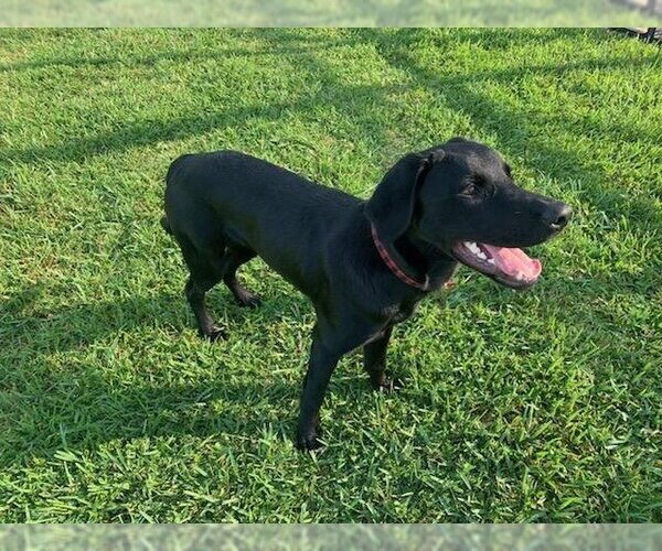 Medium Photo #4 Labrottie Puppy For Sale in Royal Palm Beach, FL, USA