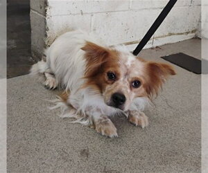 Chihuahua-Unknown Mix Dogs for adoption in San Bernardino, CA, USA