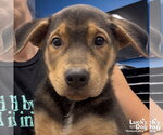 Small #2 Mutt