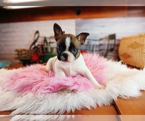 French Bulldog Puppy for sale in CARTHAGE, TX, USA