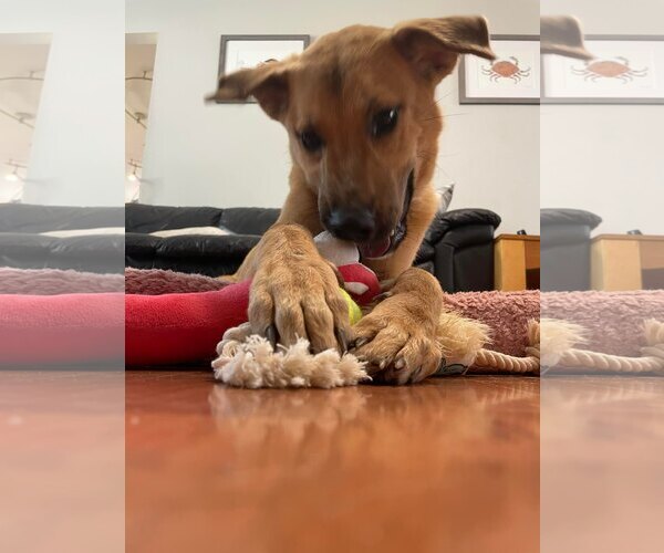 Medium Photo #7 Mutt Puppy For Sale in Woodbury, NY, USA