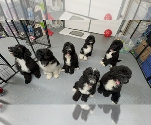 Bernedoodle Puppy for sale in NEWPORT, TN, USA