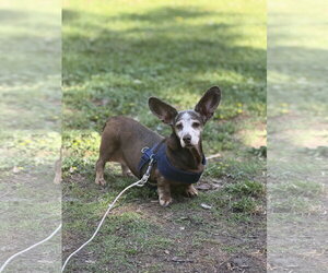 Dachshund Dogs for adoption in Mount Pleasant, SC, USA