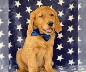 Golden Retriever Puppy for sale in LANCASTER, PA, USA