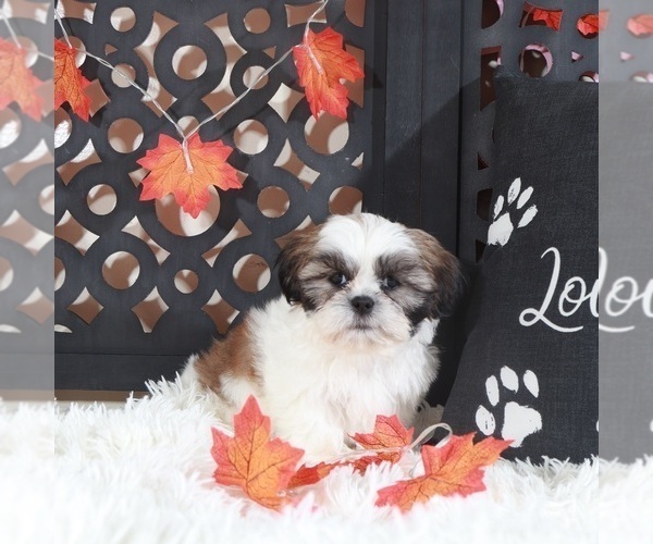 Medium Photo #1 Shih Tzu Puppy For Sale in MOUNT VERNON, OH, USA