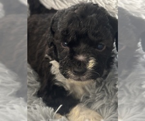 Maltipoo Puppy for sale in MARICOPA, AZ, USA