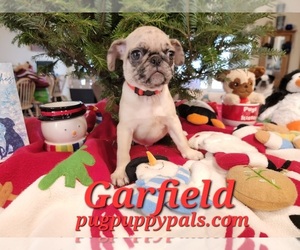 Pug Puppy for sale in SPRING HILL, FL, USA