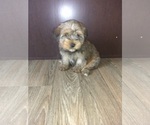 Puppy 2 Yorkshire Terrier