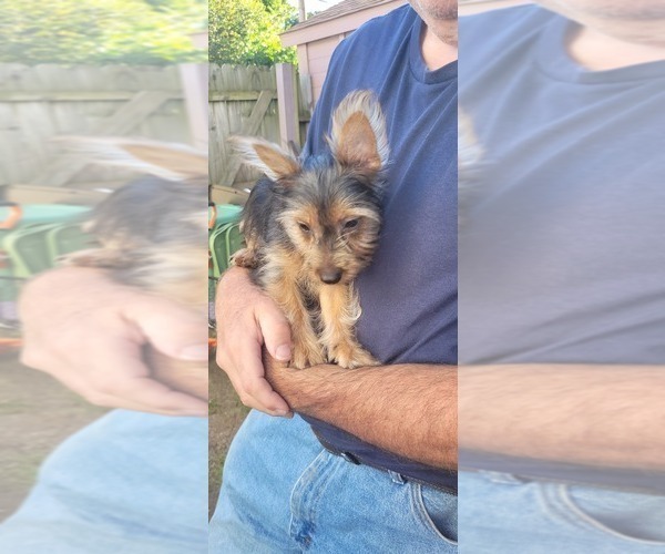 Medium Photo #22 Yorkshire Terrier Puppy For Sale in AKRON, OH, USA