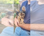 Small Photo #22 Yorkshire Terrier Puppy For Sale in AKRON, OH, USA