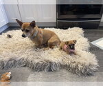 Small #3 Chihuahua Mix