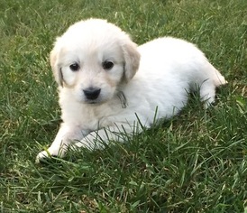 Golden Retriever Puppy for sale in LEOMINSTER, MA, USA