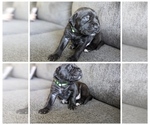 Small Photo #7 Mastiff Puppy For Sale in RUCKERSVILLE, VA, USA