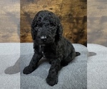 Small Photo #2 Poodle (Standard) Puppy For Sale in MUSKOGEE, OK, USA