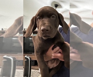 Labrador Retriever Puppy for sale in WEBSTER, FL, USA