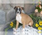 Small #1 Boxer