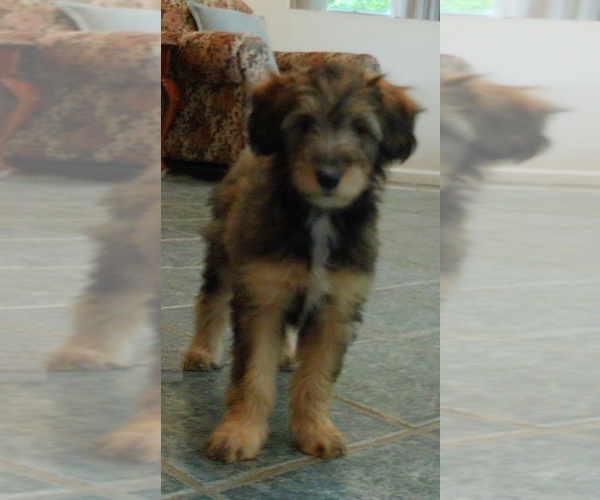 Medium Photo #3 Cadoodle Puppy For Sale in PERU, IN, USA