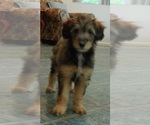 Small #2 Cadoodle