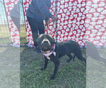 Small #4 American Staffordshire Terrier Mix