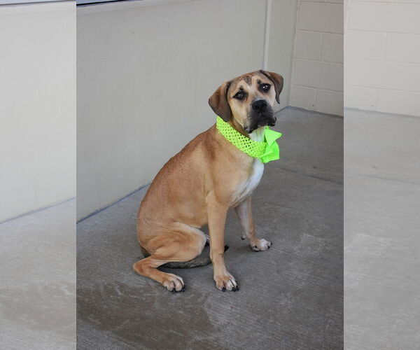 Medium Photo #3 Mastiff-Unknown Mix Puppy For Sale in McKinney, TX, USA